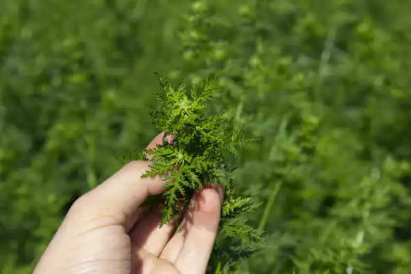 artemisia-annua-kasimir-lieselotte-va