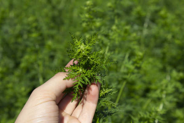 artemisia-annua-kasimir-lieselotte-va