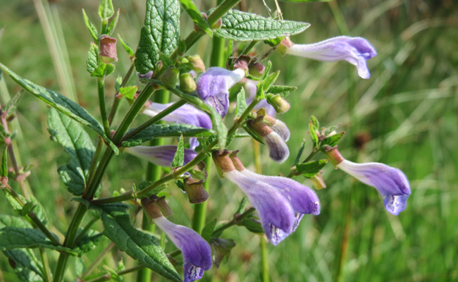 scutellaria-galericulata-180430