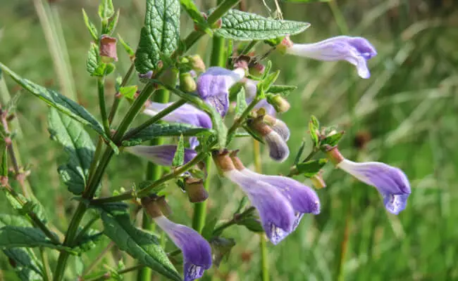 scutellaria-galericulata-180430