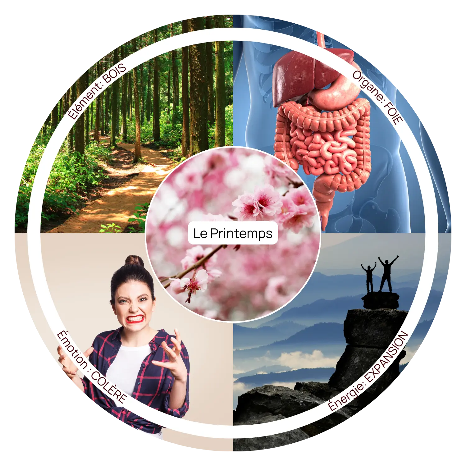 Printemps Roue du printemps